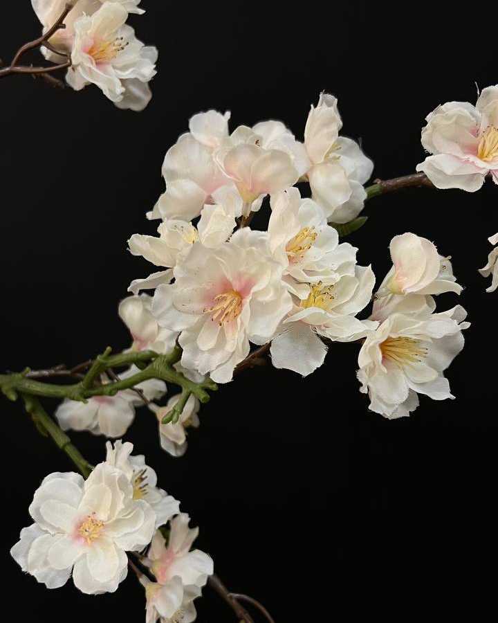 apple blossom شکوفه سیب