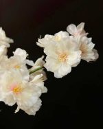 تصویر شکوفه سیب خیلی نزدیک