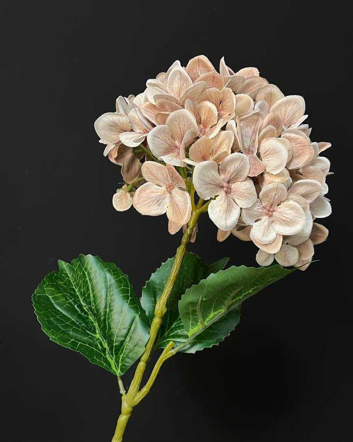 beige hydrangea گل ادریس (هورتانزا) بژ