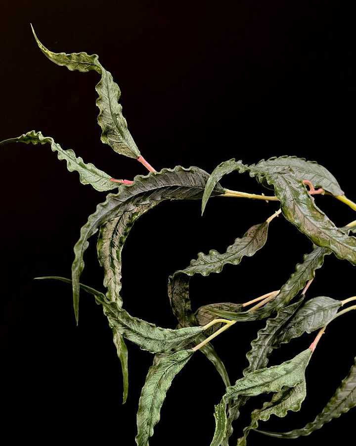 green leaf شاخه برگ سبز