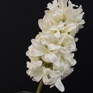گل سنبل