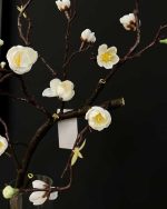 شکوفه ژاپنی ساقه بلند سفید یکم نزدیک
