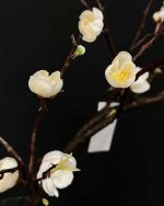 شکوفه ژاپنی ساقه بلند سفید نزدیک