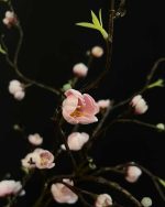 شکوفه ژاپنی ساقه بلند صورتی نزدیک