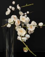 شکوفه ژاپنی سفید