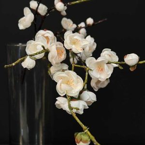 شکوفه ژاپنی سفید