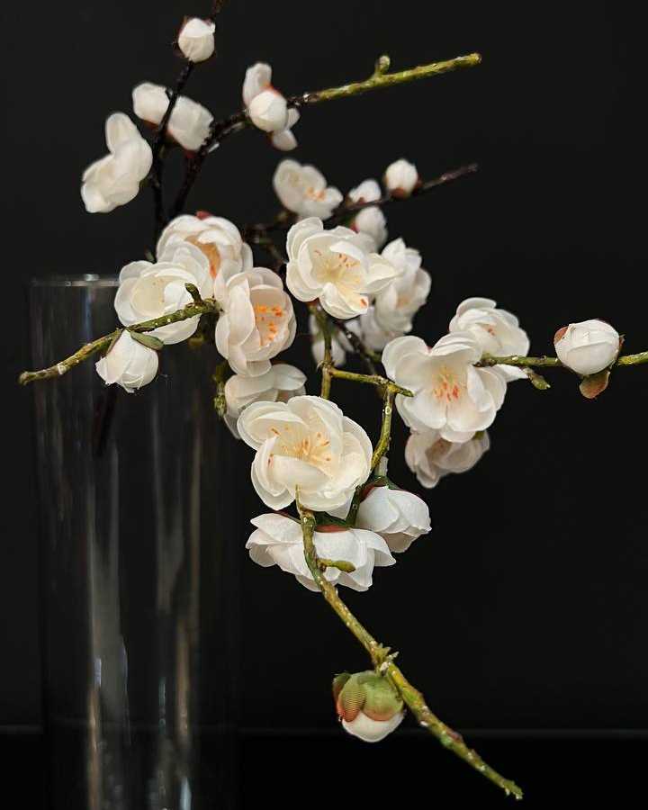 japanese blossom شکوفه ژاپنی سفید