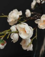 شکوفه ژاپنی سفید خیلی نزدیک