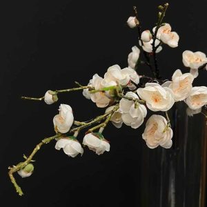 شکوفه ژاپنی سفید گلدان