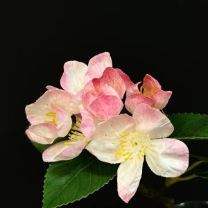 شکوفه برگ دار