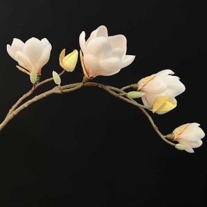 گل مگنولیا وارداتی کرم گلبرگ