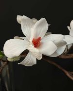 گل مگنولیا وارداتی سفید نزدیک