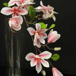 گل مگنولیا وارداتی سفید صورتی