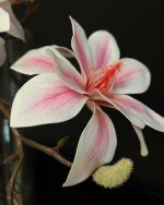 گل مگنولیا وارداتی سفید صورتی نزدیک