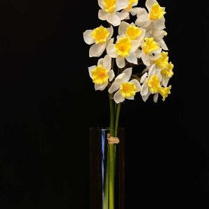 گل نرگس یکم دور
