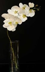 ارکیده وارداتی کد OR-01 سفید مغز سبز