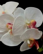 گل ارکیده وارداتی کد OR-02 سفید مغز سرخ تنها