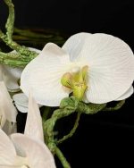 گل ارکیده وارداتی کد OR-01 سفید مغز سبز تنها نزدیک