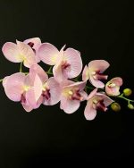 گل ارکیده وارداتی کد OR-01 صورتی مغز بنفش تنها