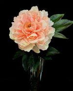 گل صدتومانی وارداتی صورتی تک