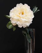 گل صدتومانی وارداتی کرم تنها