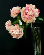 گل صدتومانی وارداتی سرخابی گلدان