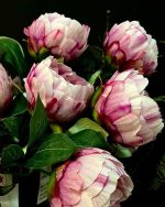 گل پیونی وارداتی صورتی رنگ
