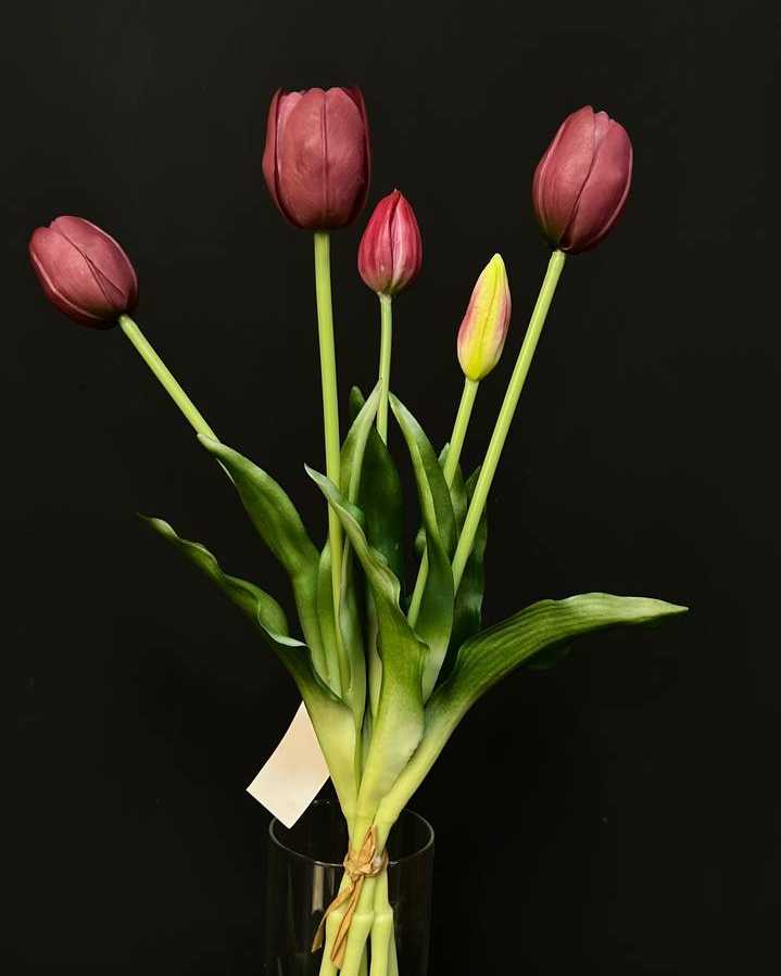 tulip گل لاله