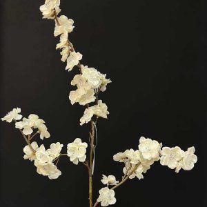 شکوفه سفید