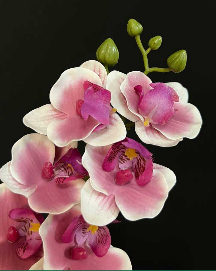 Miniature-orchid-flower-11