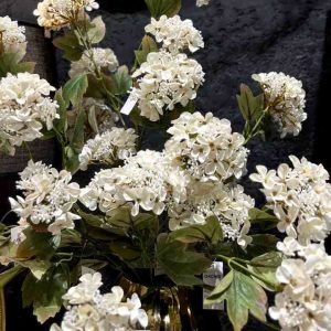 گل اورتانزا سفید نزدیک