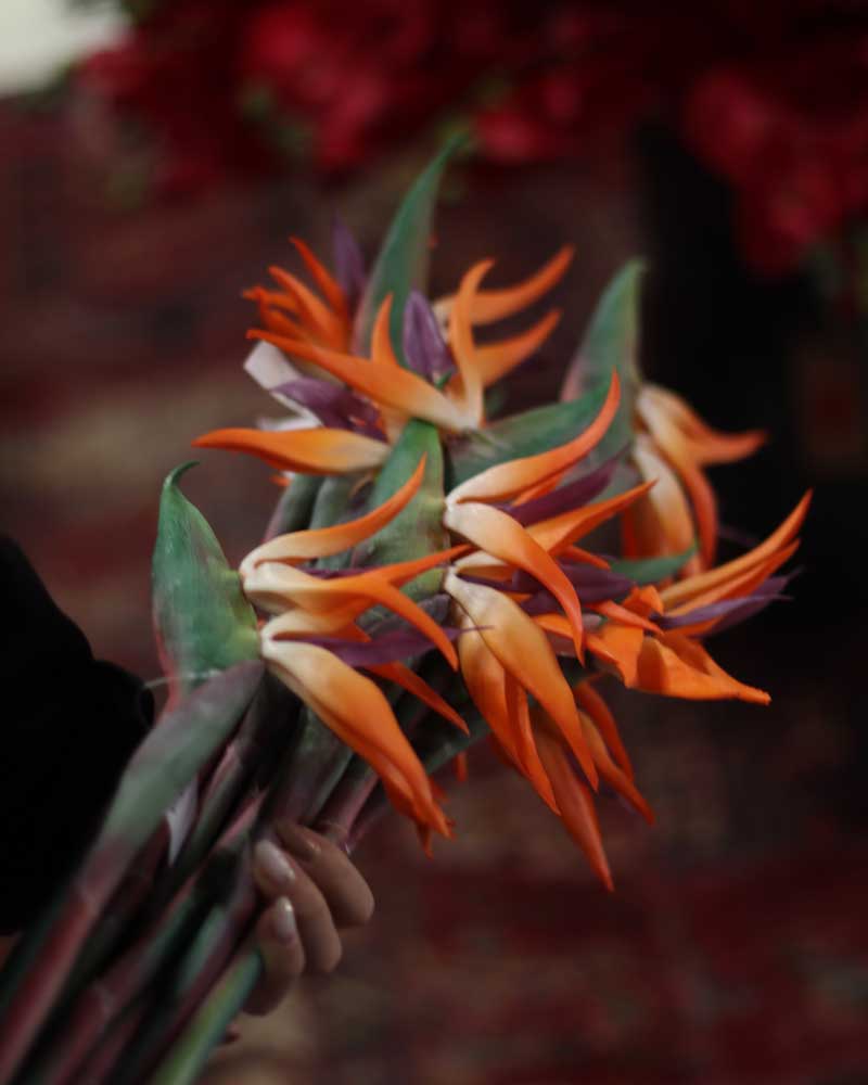 Bird-of-Paradise-Flower-med