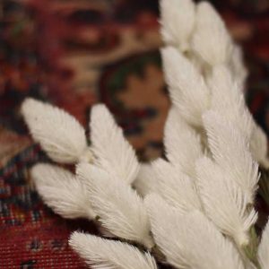 گیاه تزئینی دم روباهی