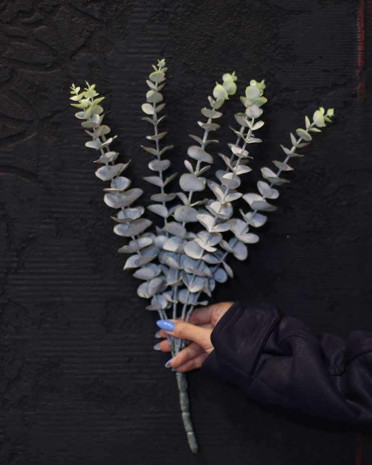 Eucalyptus-bush-new-1
