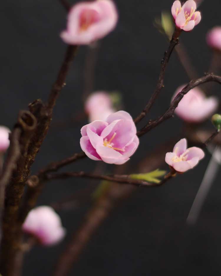 p-blossom-in-japanese-6