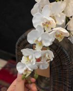 عکس انحصاری گالری قرمز از نمای نزدیک ارکیده مینیاتوری
