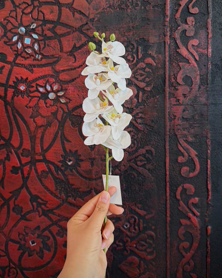 MiniatureOrchids4 ارکیده مینیاتوری سفید